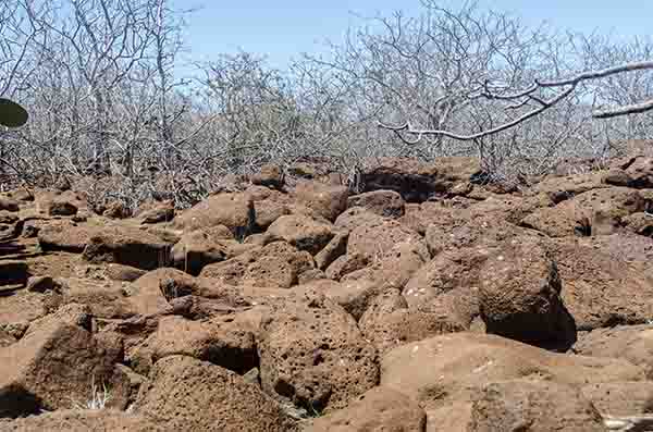 117 - Ecuador - islas Galapagos - isla Seymour Norte
